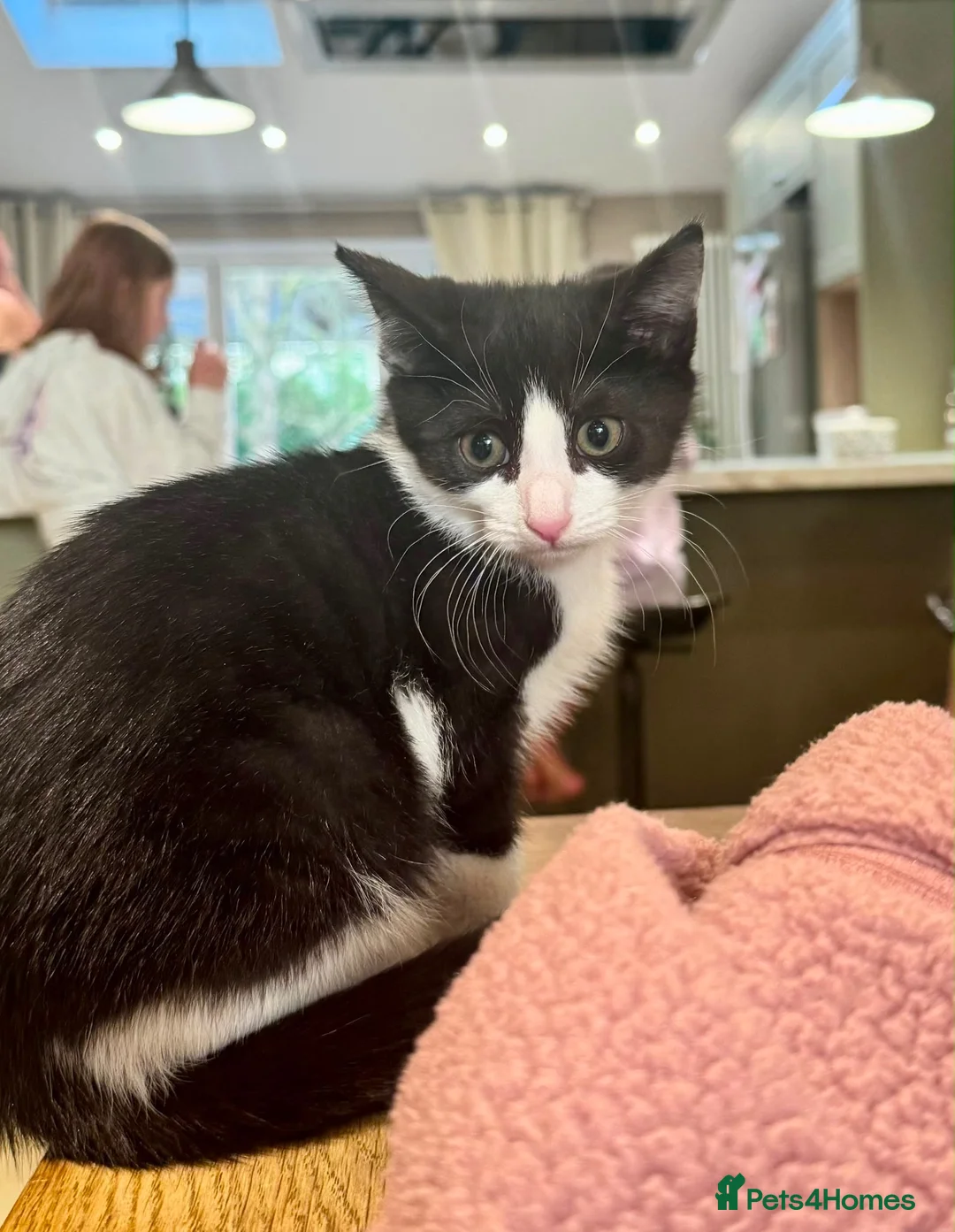 Mixed Breed cats for sale: Two beautiful kittens - Advert 2