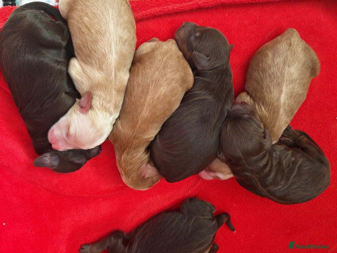 Cockapoo dogs for sale: Cockapoos F1 DNA Health tested patents - Advert 20