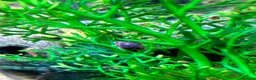 Snails fish for sale: Purple Mystery Snails - Advert 6