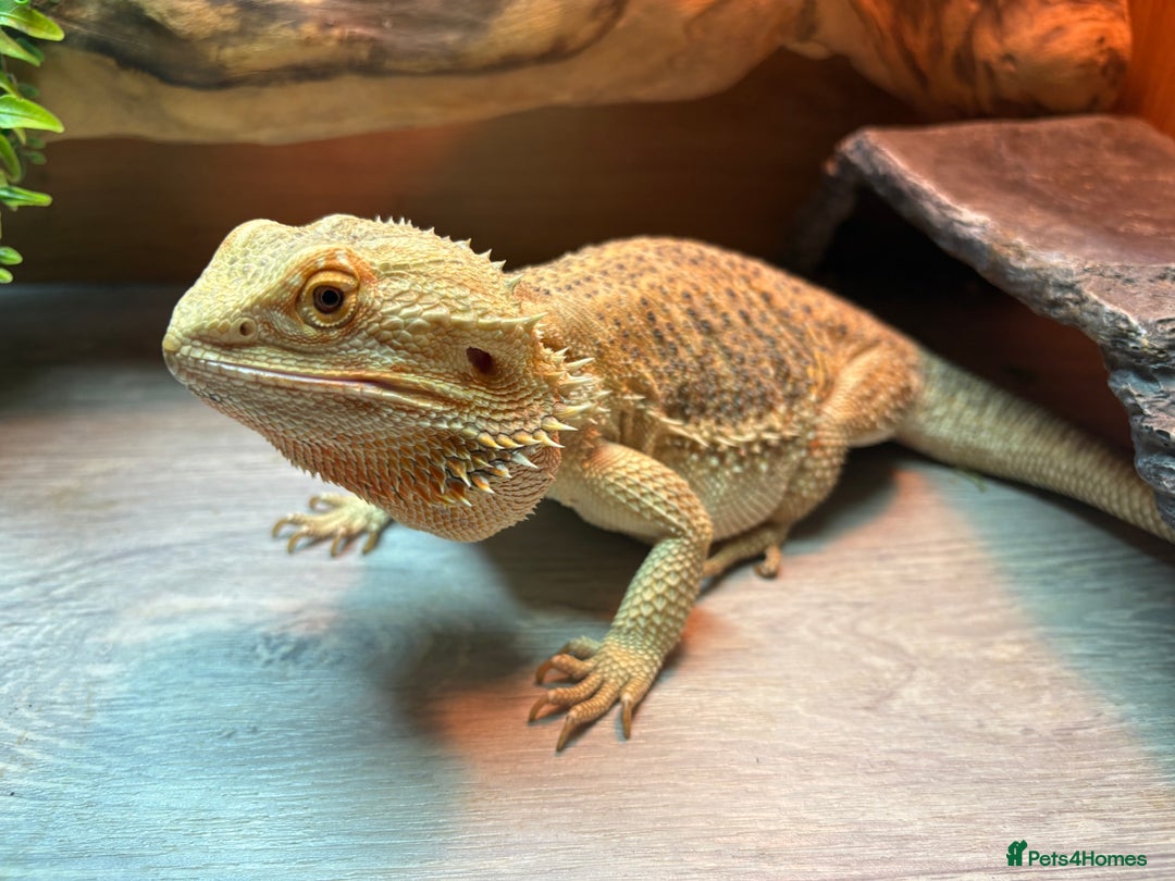Bearded Dragon reptiles for sale: Female Rainbow Tiger Bearded Dragon - Image 1
