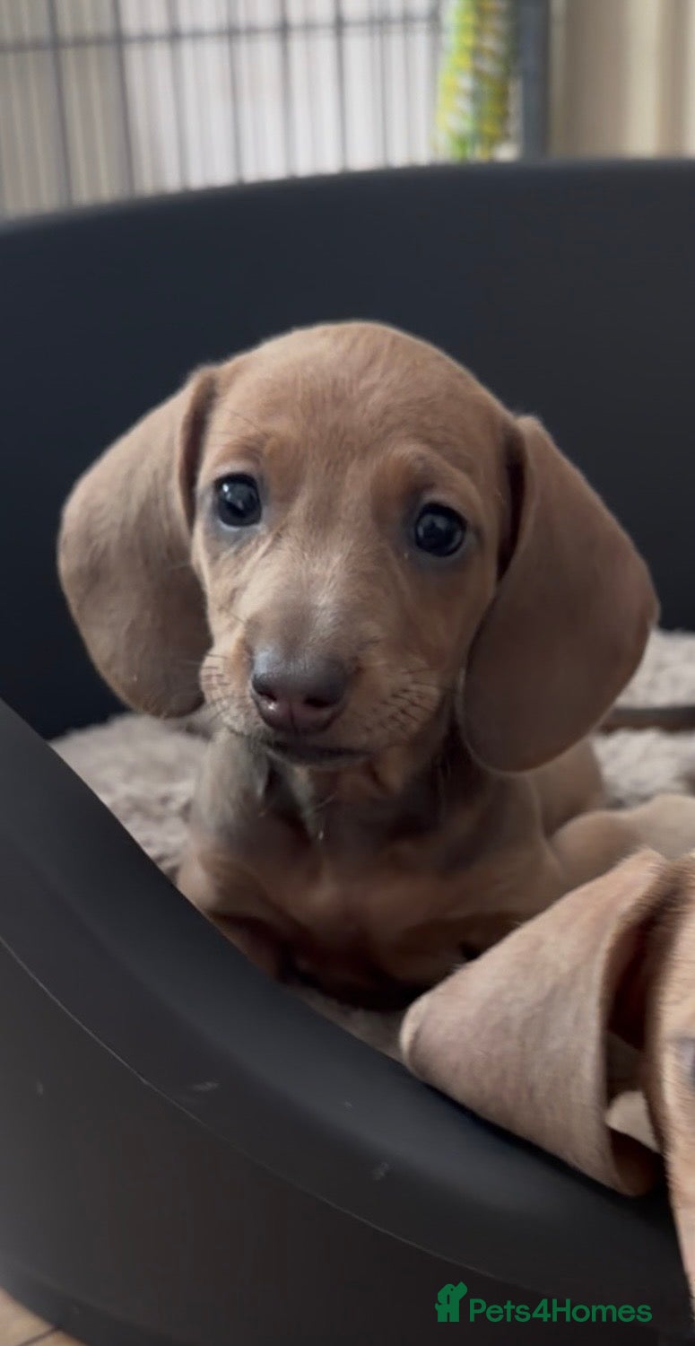 Miniature Dachshund dogs Beautiful KC Registered Miniature Dachshund Pups  - Advert 2
