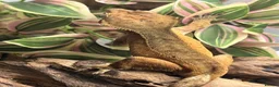 Gecko reptiles for sale: CB22 Adult female Dalmatian Crested Geckos - Advert 6