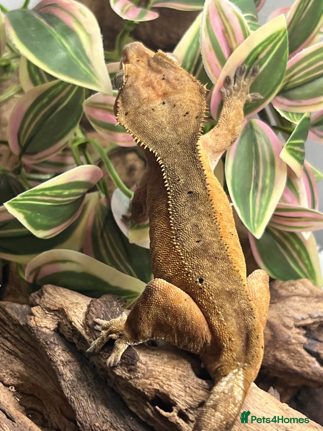 Gecko reptiles for sale: CB22 Adult female Dalmatian Crested Geckos - Advert 6