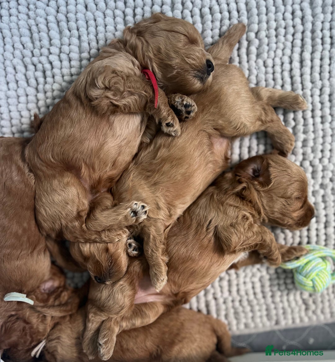 Cockapoo dogs for sale: Stunning Mini/Medium Cockapoo Puppies - Image 8