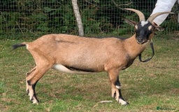 Goats livestock for sale: Three female English goats for £650 - Image 8