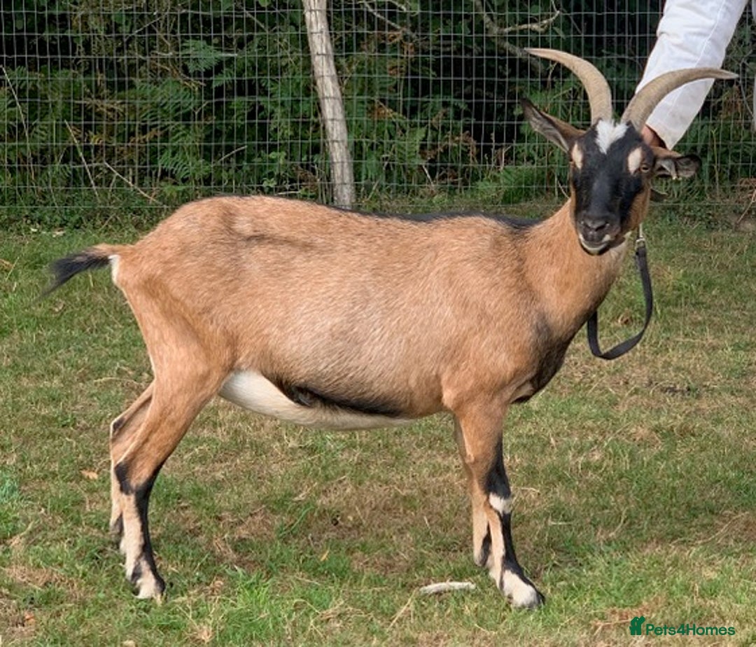 Goats livestock for sale: Three female English goats for £650 - Image 8