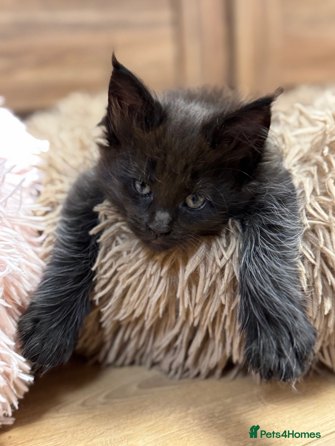 Maine Coon cats for sale: Adorable pure breed Maine coon Kittens’s for sale - Advert 5