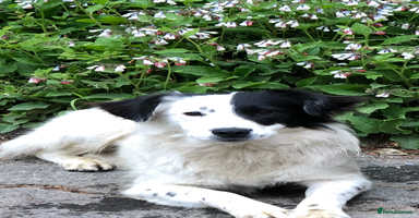 Mixed Breed dogs - Advert 6