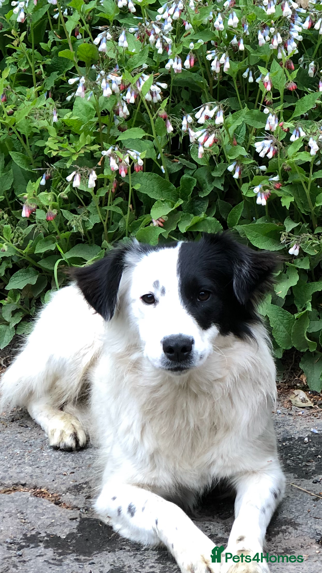 Mixed Breed dogs for sale: Kelpie X Collie pups  - Image 2