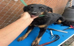Mixed Breed dogs for adoption: Paige - Norwich Norfolk  - Image 2