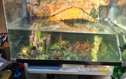 Turtle reptiles for sale: 3 Musk turtles with whole setup - Image 1