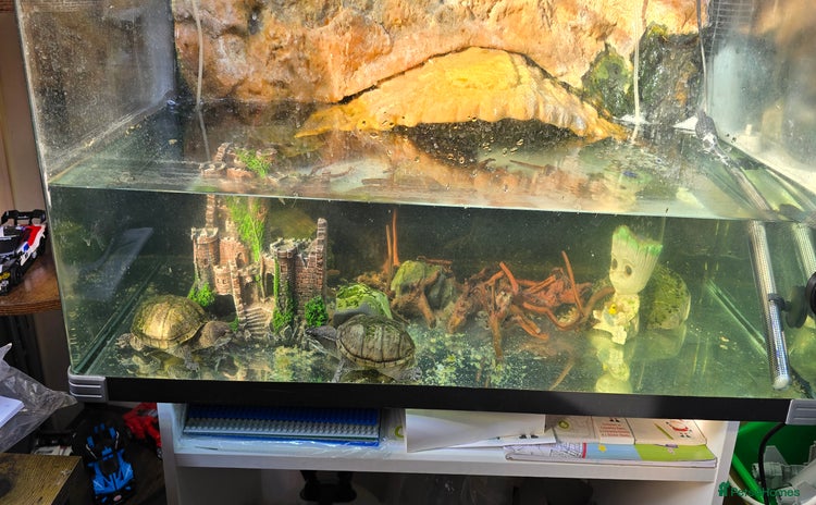 Turtle reptiles - Advert 3