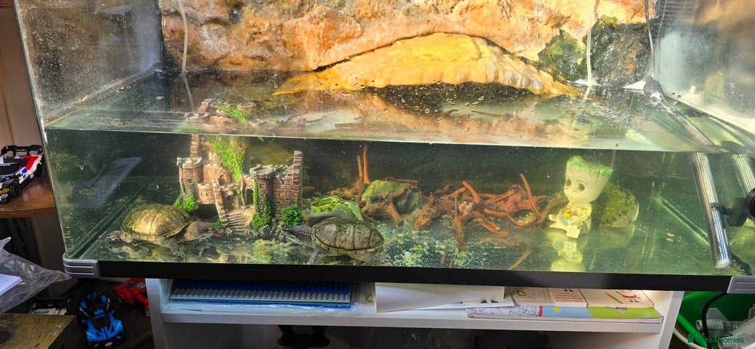 Turtle reptiles for sale: 3 Musk turtles with whole setup - Image 1