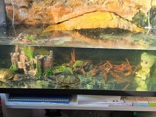 Turtle reptiles - Advert 6