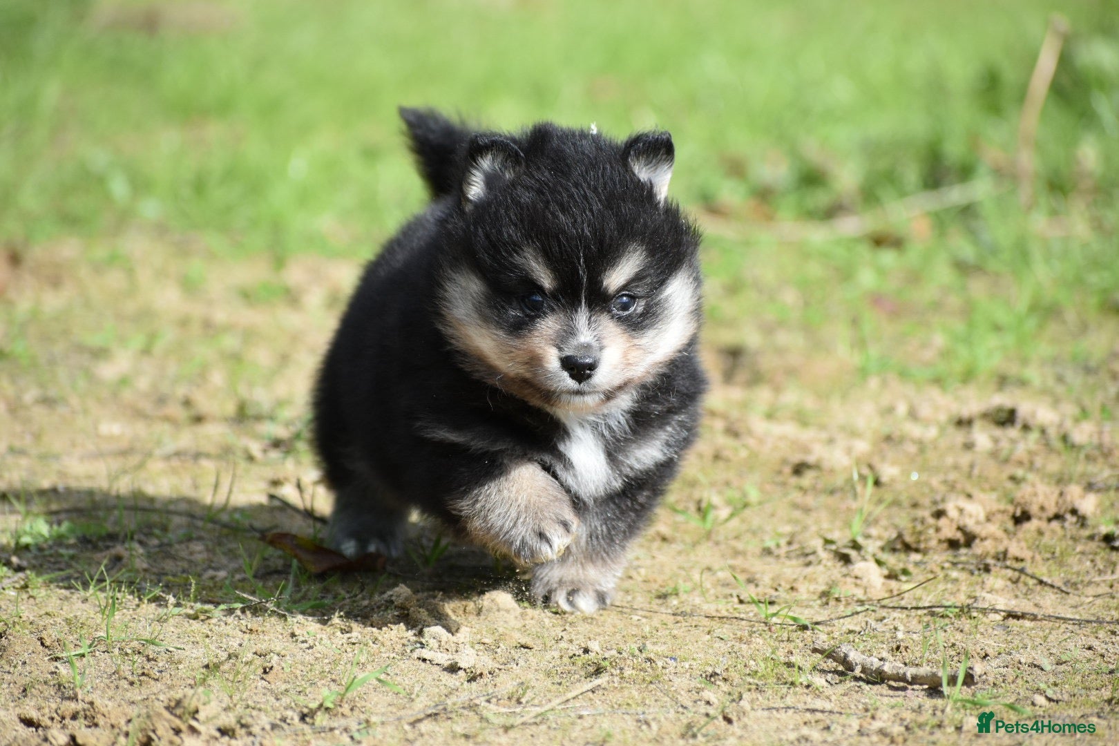 Pomsky dogs for sale: One toy size Male Pomsky Available  - Advert 1