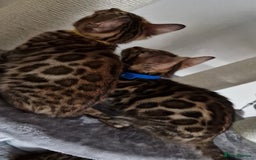 Bengal cats for sale: Last one😍Pure Bengal kittens❤️Ready to go😍 - Image 32