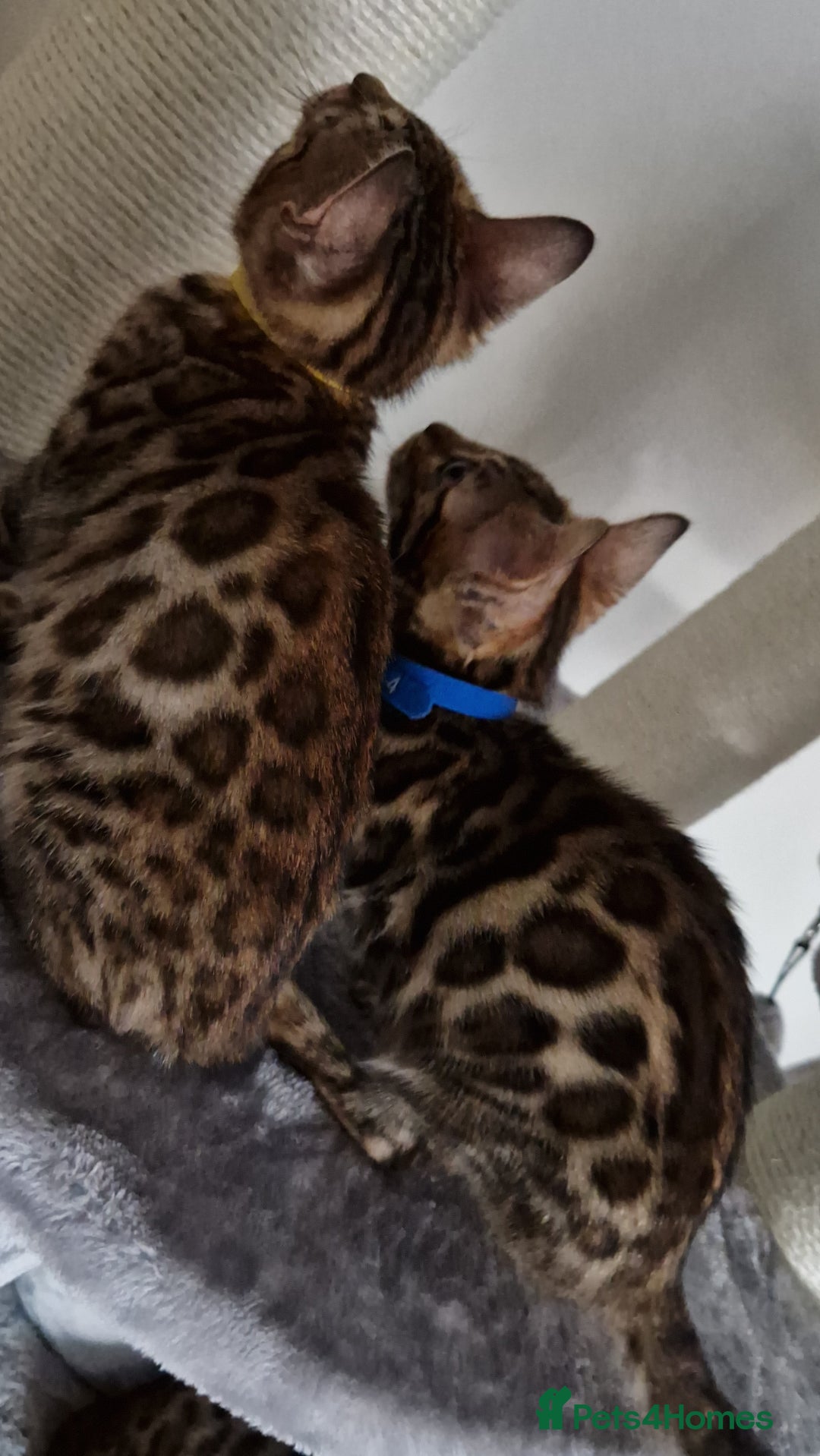 Bengal cats for sale: Last one😍Pure Bengal kittens❤️Ready to go😍 - Image 32