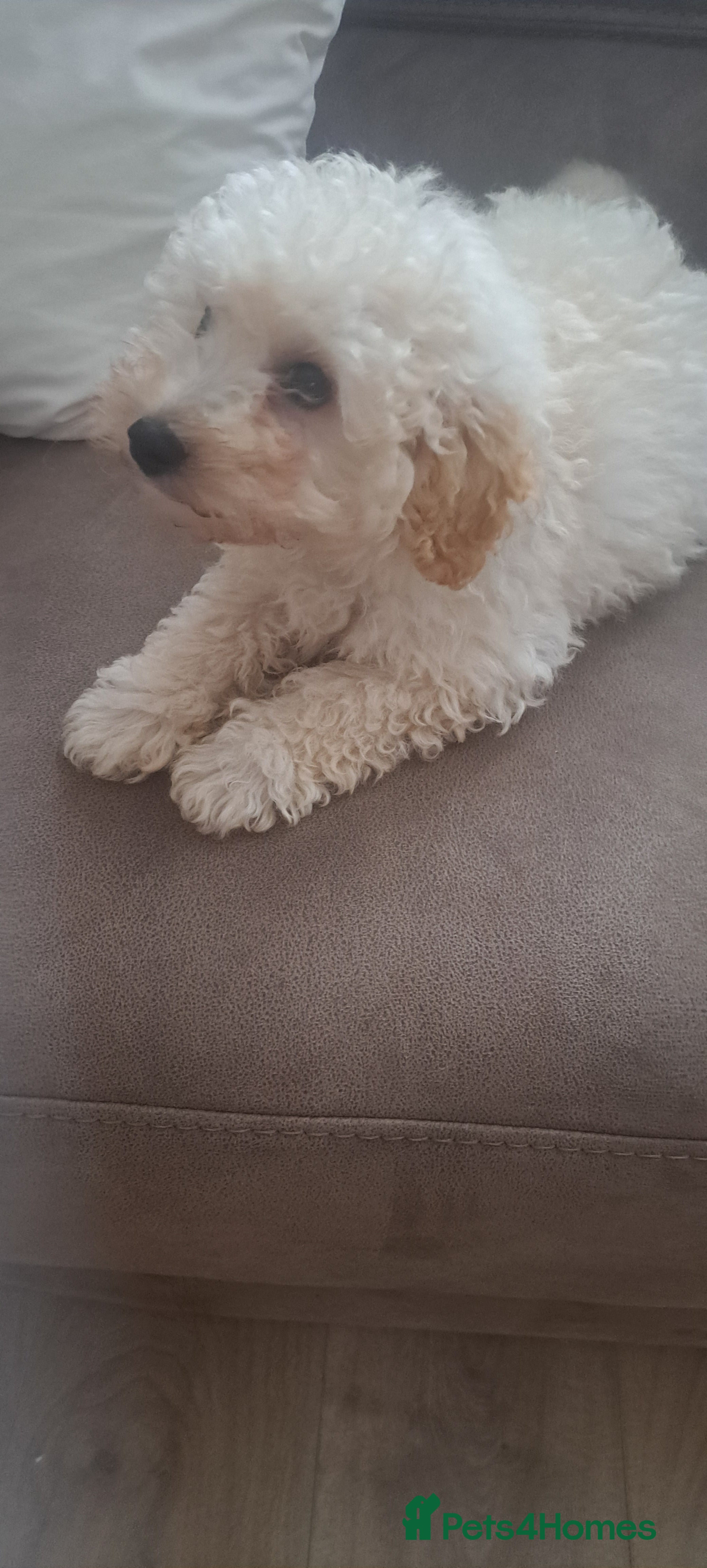 Toy Poodle dogs Toy male poodle - Advert 9