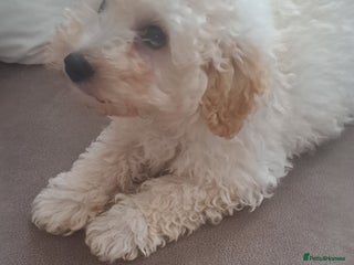 Toy Poodle dogs Toy male poodle - Advert 9