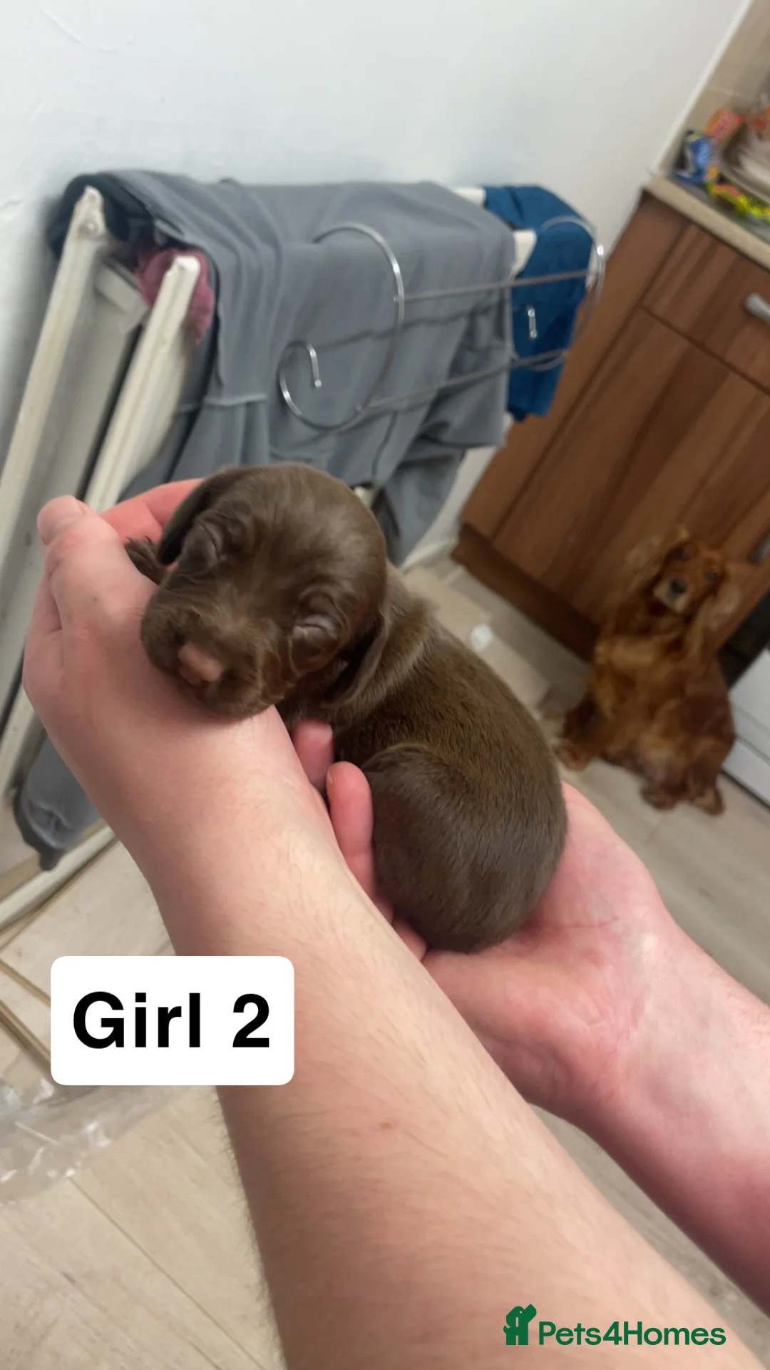 Mixed Breed dogs for sale: Cocker spaniel x dachshund puppies  - Advert 8