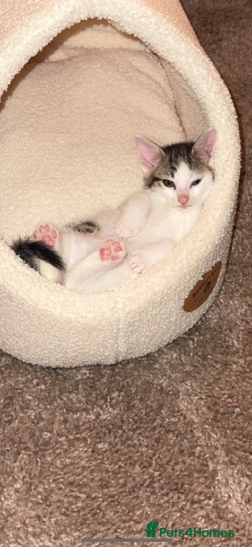 Mixed Breed cats Baby Boba — Loving Kitten Seeking Forever Home - Advert 6