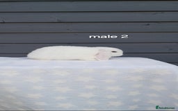 Mini Lop rabbits for sale: Gorgeous mini lop rabbits  - Image 13