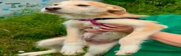 Mixed Breed dogs for adoption: Jock - terrier mix puppy - Advert 2