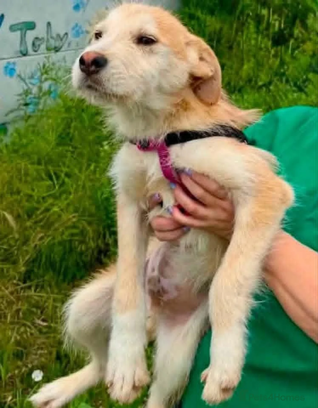 Mixed Breed dogs for adoption: Jock - terrier mix puppy - Advert 2