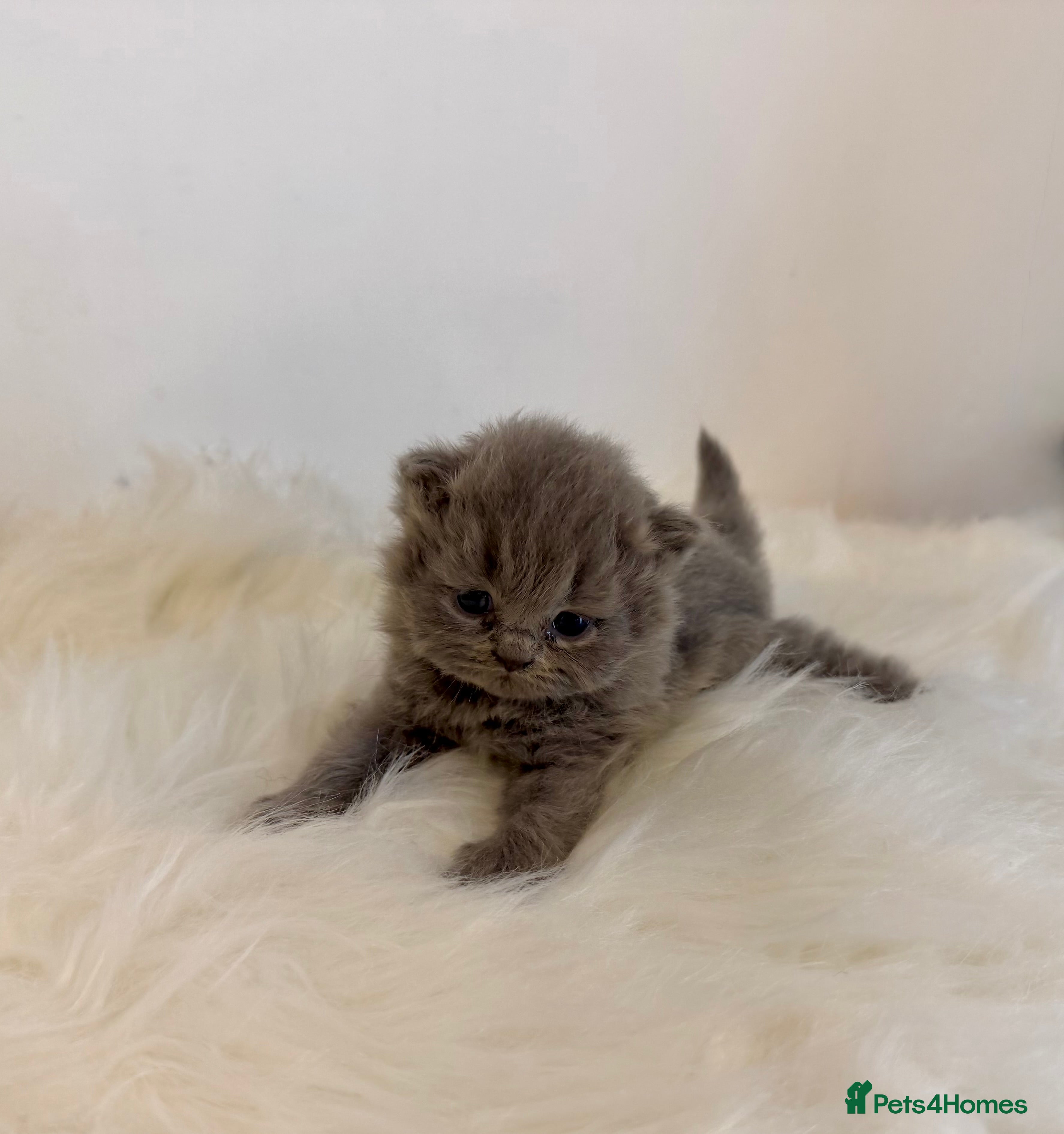 British Shorthair cats Gccf registered British shorthair kittens - Advert 2