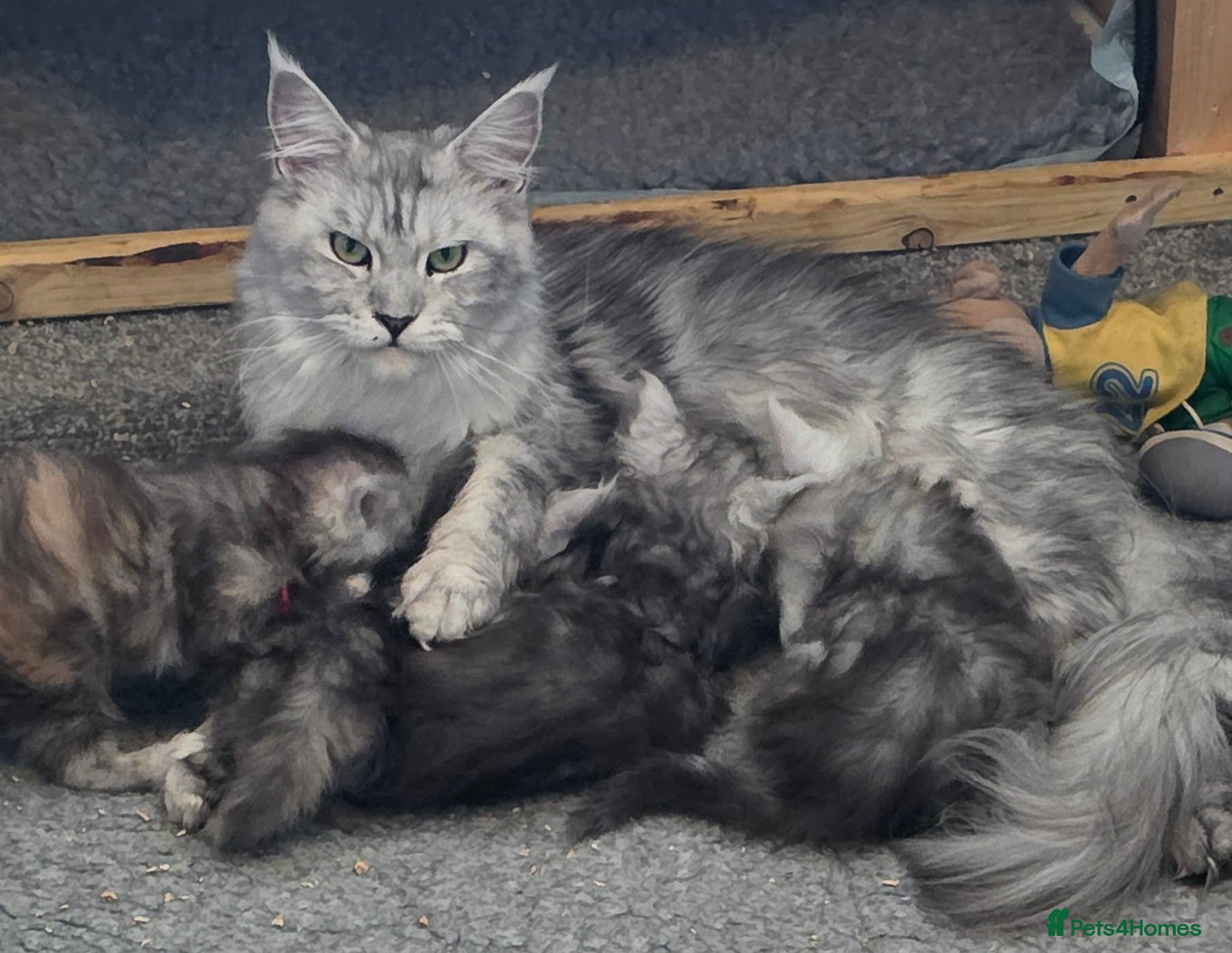 Maine Coon cats 5 Stunning Maine Coon kittens for Sale - Advert 1