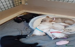 Mixed Breed dogs for sale: Gorgeous pups for sale - Image 17