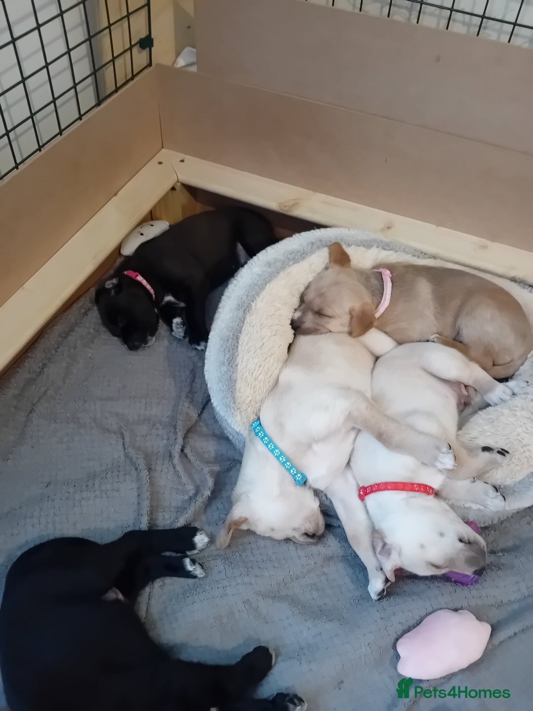 Mixed Breed dogs for sale: Gorgeous pups for sale - Image 17