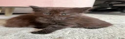 Maine Coon cats for sale: Beautiful 100% Maine coin kittens - Advert 20