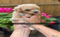 Poochon dogs for sale: Poochon Puppies - Image 29