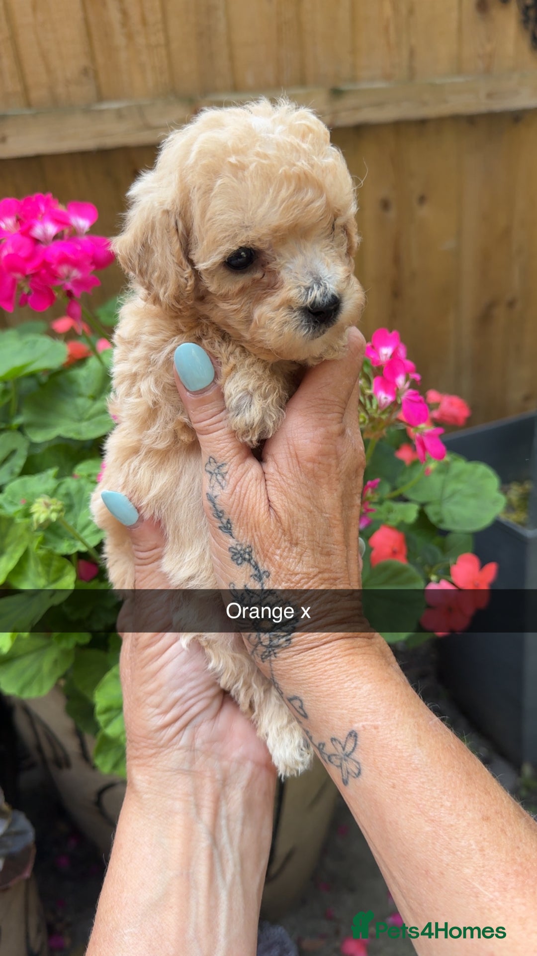 Poochon dogs for sale: Poochon Puppies - Image 29