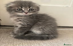 Scottish Fold cats for sale: 5 fluffy Scottish fold kittens  - Image 15