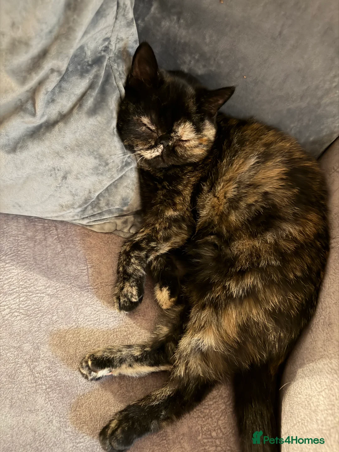 Exotic cats for sale: Cute GCCF registered tortie girl - Advert 3