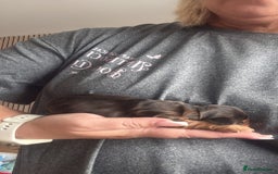 Cocker Spaniel dogs for sale: Gorgeously adorable Show Cocker Spaniels - Advert 9