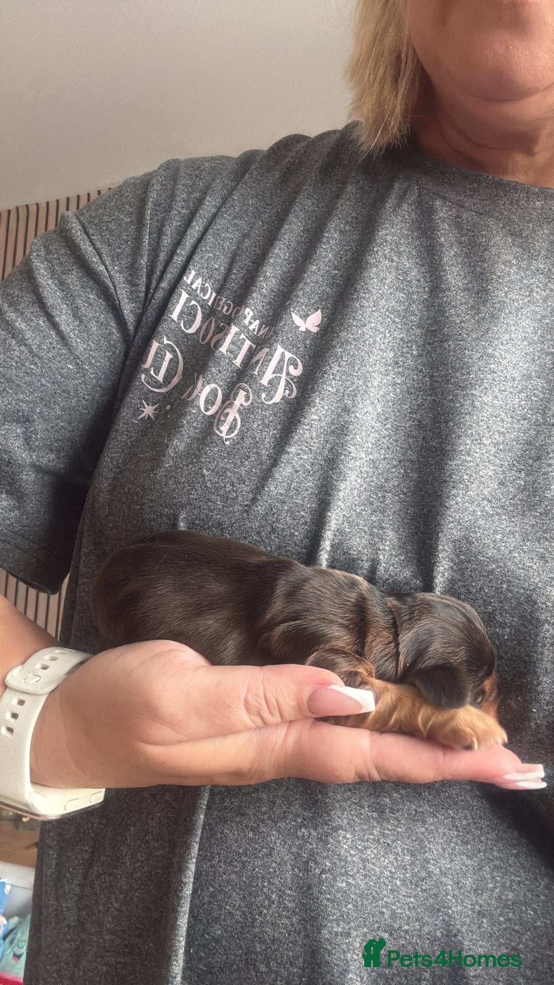 Cocker Spaniel dogs for sale: Gorgeously adorable Show Cocker Spaniels - Advert 9