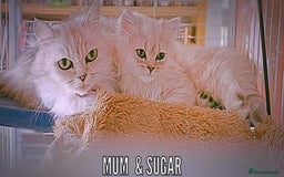 Persian cats for sale: quality pedigree persian chinchilla  - Image 4