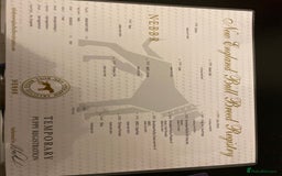 Mixed Breed dogs for sale: Old English bulldog puppy for sale. - Image 12