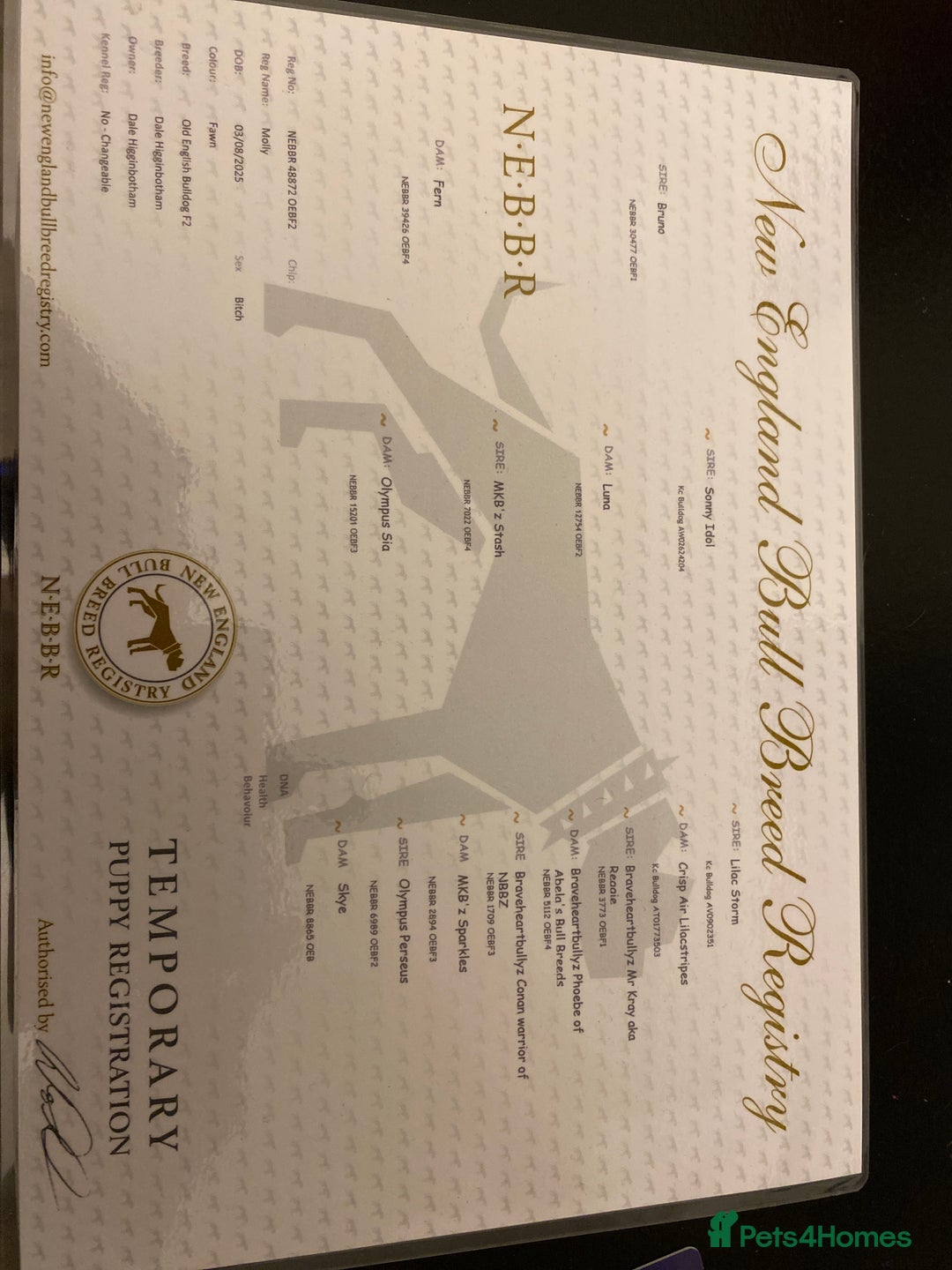 Mixed Breed dogs for sale: Old English bulldog puppy for sale. - Image 12