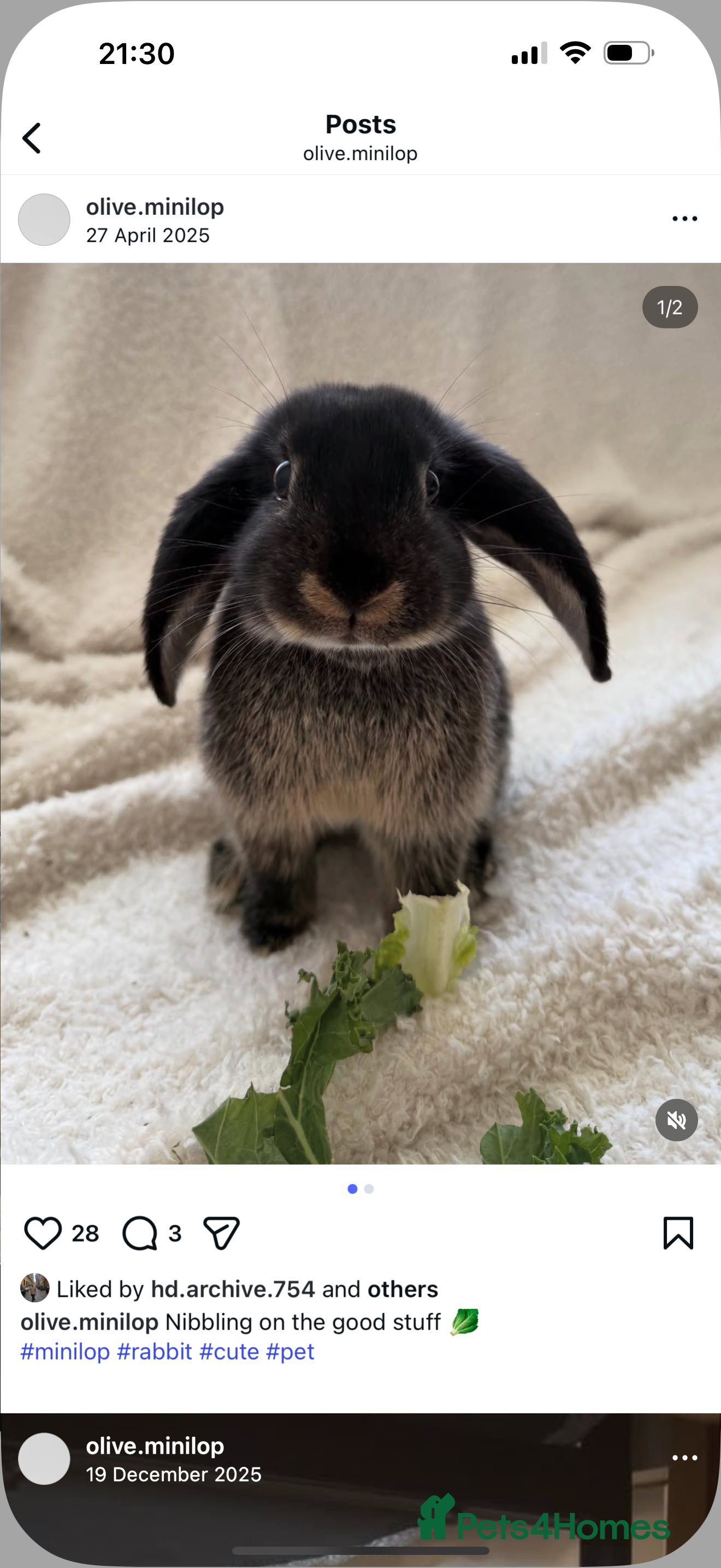 Mini Lop rabbits Friendly Mini Lop - Advert 2