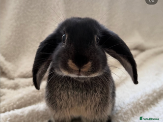 Mini Lop rabbits Friendly Mini Lop - Advert 2