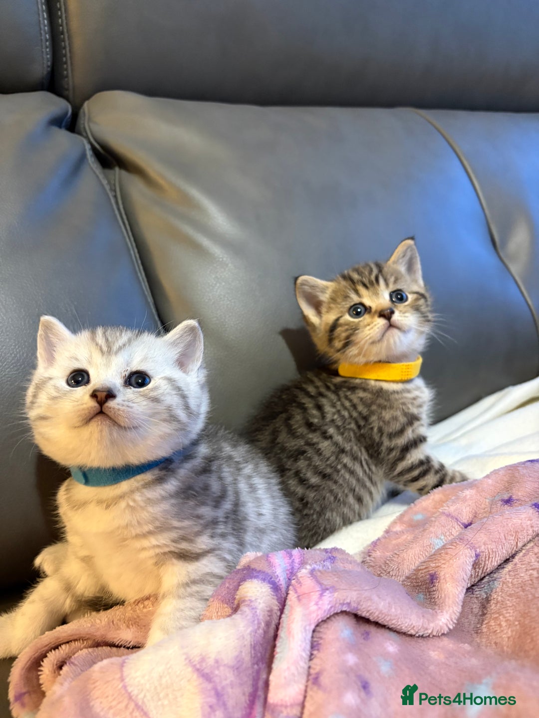 British Shorthair cats for sale: Gorgeous British shorthairs kittens - Advert 4