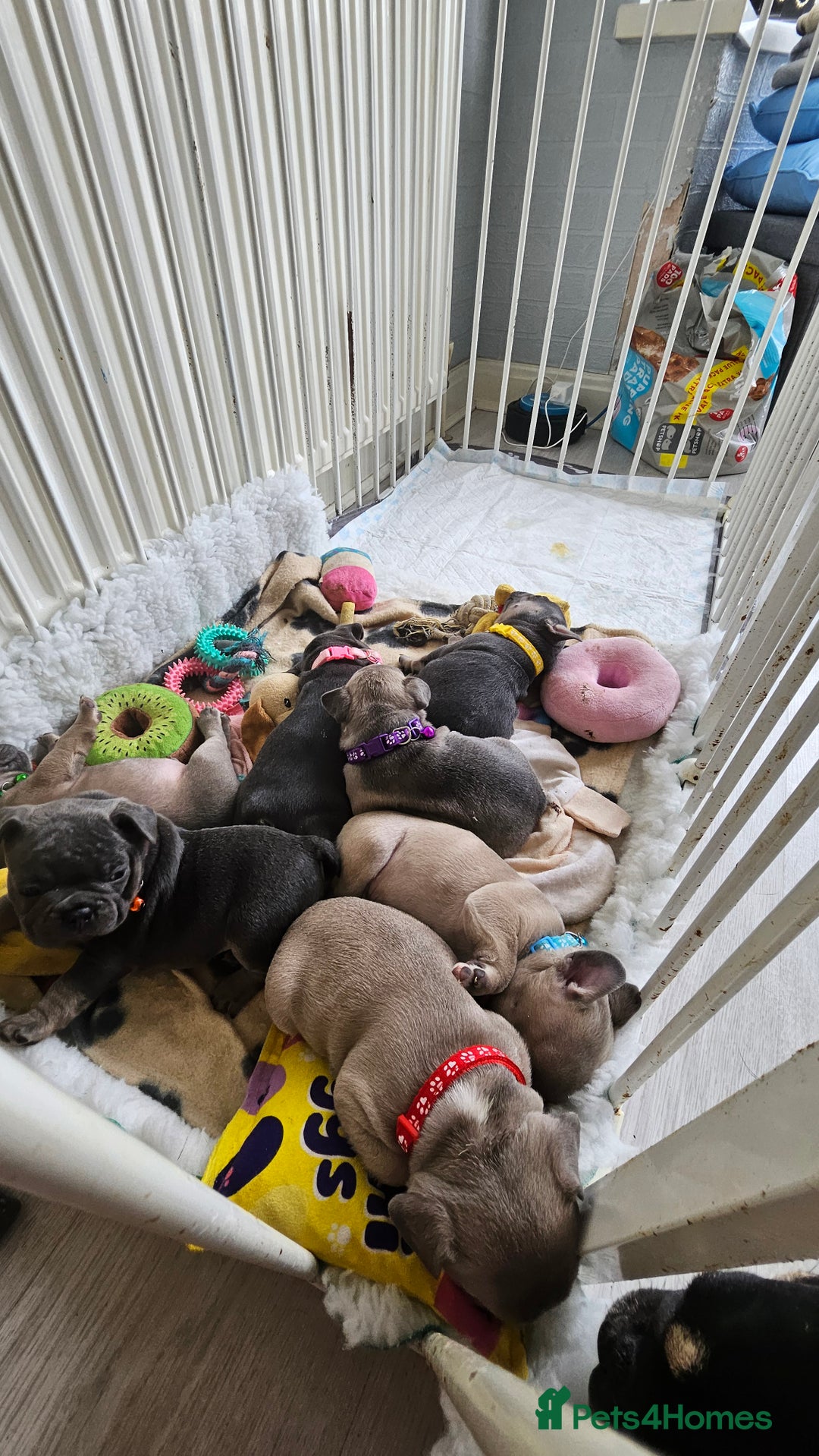 French Bulldog dogs for sale: KC REGISTERED BLUE & TAN FRENCHIES BOYS & GIRLS - Image 1