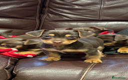 Jack Russell dogs for sale: Quality small Jack Russell puppies - Advert 1