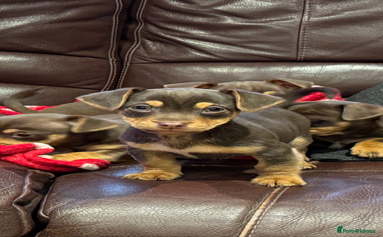 Jack Russell dogs Quality small Jack Russell puppies - Advert 1