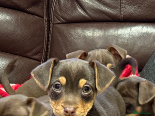 Jack Russell dogs Quality small Jack Russell puppies - Advert 3