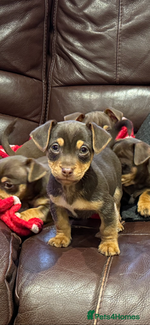 Jack Russell dogs Quality small Jack Russell puppies - Advert 2